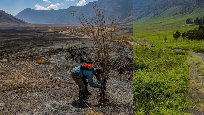 Suar Api Before After Gunung Bromo, Terbakar-Menghijau
