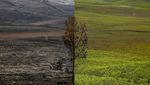 Before After Gunung Bromo, Terbakar-Menghijau
