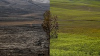 Kebakaran hutan dan lahan (karhutla) yang terjadi selama sembilan hari itu menyebabkan ditutupnya kawasan Gunung Bromo untuk wisata serta terputusnya jaringan pipa air bersih di empat desa. Proses pemadaman api dilakukan melalui darat dengan mengerahkan personel gabungan BB TNBTS, BPBD, TNI, Polri, relawan, masyarakat setempat dan melalui udara dengan menerjunkan helikopter.  