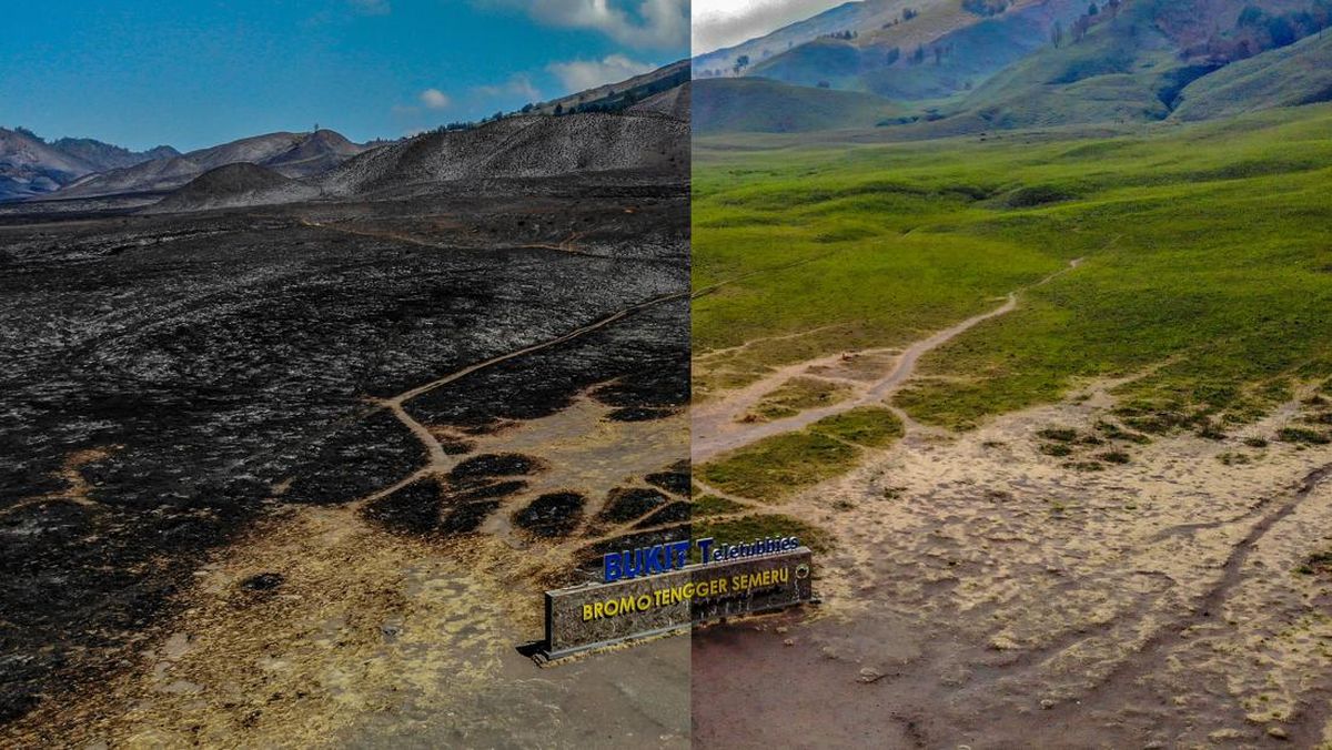 Kebakaran Hutan Savana Bromo sebelum dan sesudah