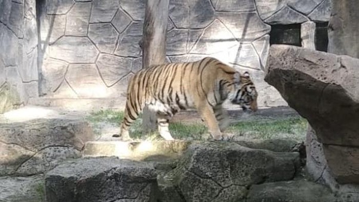 Harimau koleksi baru Bandung Zoo.