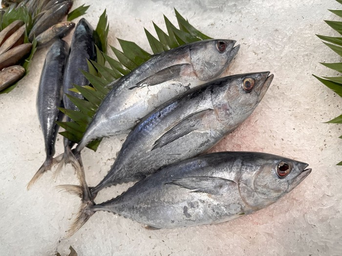 Manfaat ikan tongkol untuk ibu hamil