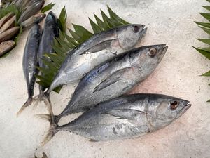 5 Jenis Ikan yang Harganya Murah Ini Ternyata Bernutrisi Tinggi