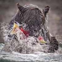 Karya Wildlife Photographers 2023