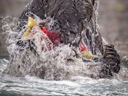 Karya Memukau Fotografer Satwa Liar 2023 Bikin Terkesima