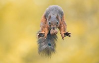 Karya Wildlife Photographers 2023