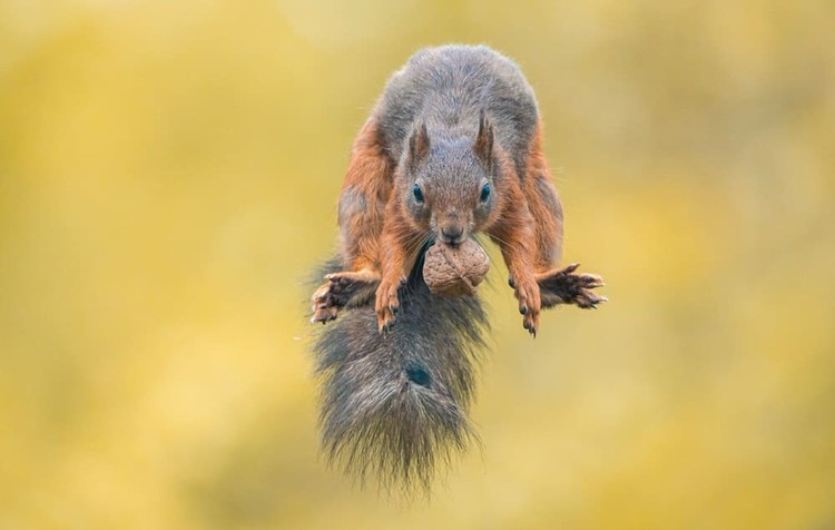 Karya Wildlife Photographers 2023