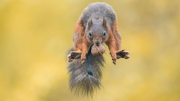 Karya Niki Colemont, Belgia. Foto: Oneeyeland