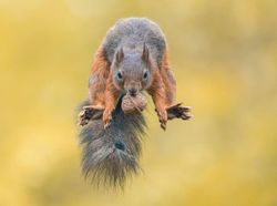 Karya Memukau Fotografer Satwa Liar 2023 Bikin Terkesima