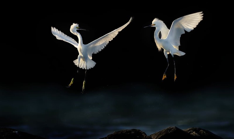 Karya Wildlife Photographers 2023