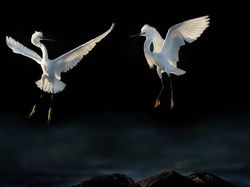 Karya Memukau Fotografer Satwa Liar 2023 Bikin Terkesima