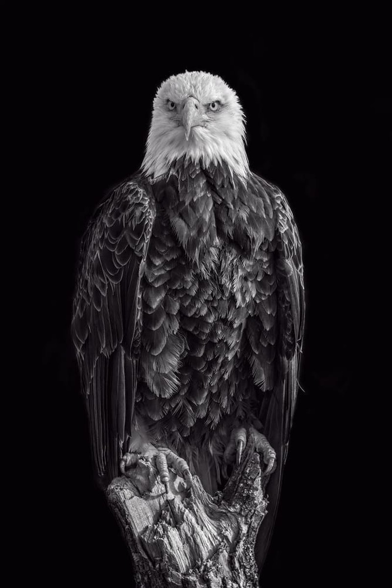 Karya Wildlife Photographers 2023