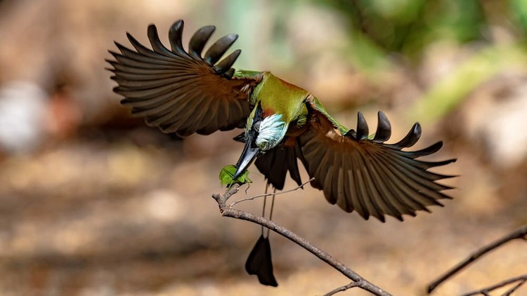 Karya Wildlife Photographers 2023 Karya Wildlife Photographers 2023