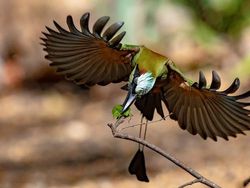 Karya Memukau Fotografer Satwa Liar 2023 Bikin Terkesima