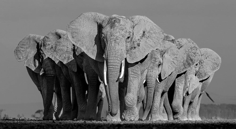 Karya Wildlife Photographers 2023