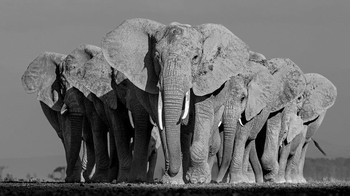 Karya Lars Beusker dari Jerman,Foto: Oneeyeland