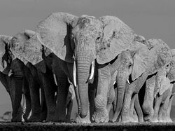 Karya Memukau Fotografer Satwa Liar 2023 Bikin Terkesima