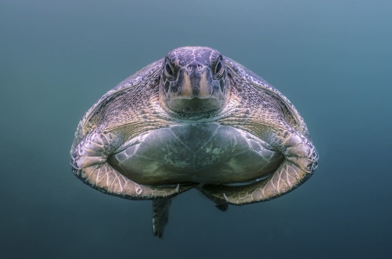 Karya Wildlife Photographers 2023