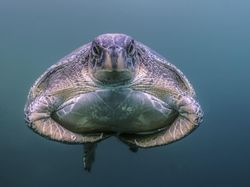 Karya Memukau Fotografer Satwa Liar 2023 Bikin Terkesima