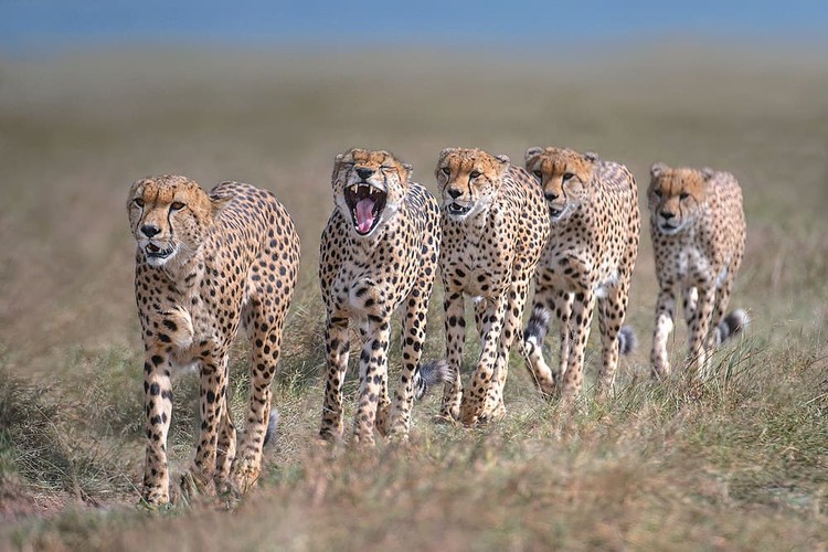Karya Wildlife Photographers 2023 Karya Wildlife Photographers 2023