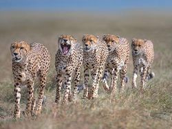 Karya Memukau Fotografer Satwa Liar 2023 Bikin Terkesima