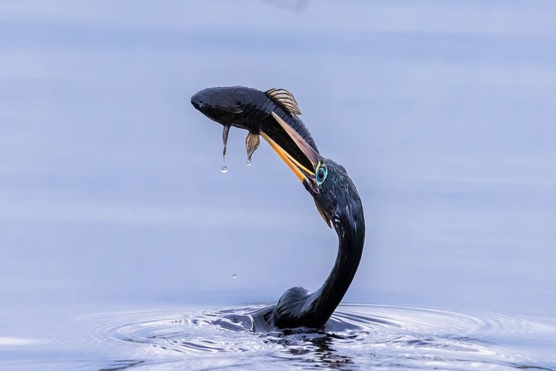 Karya Wildlife Photographers 2023