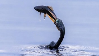 Karya Jennifer Sunglao Perez dari AS. Foto: Oneeyeland