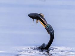 Karya Memukau Fotografer Satwa Liar 2023 Bikin Terkesima