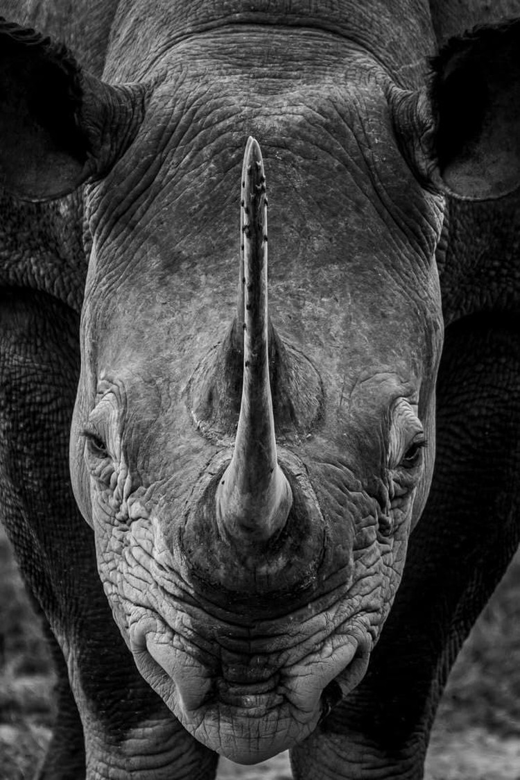 Karya Wildlife Photographers 2023