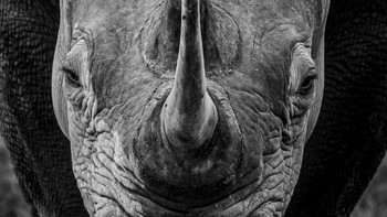 Karya Klaus Mayer dari US. Foto: Oneeyeland