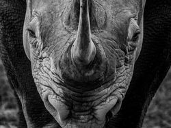 Karya Memukau Fotografer Satwa Liar 2023 Bikin Terkesima