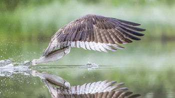 Karya Arun Mohanraj, dari Wigan Inggris Foto: Oneeyeland