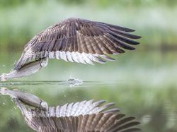 Karya Memukau Fotografer Satwa Liar 2023 Bikin Terkesima