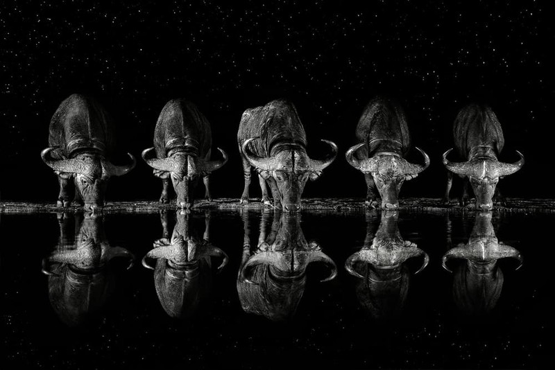 Karya Wildlife Photographers 2023