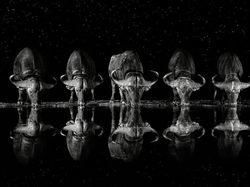 Karya Memukau Fotografer Satwa Liar 2023 Bikin Terkesima