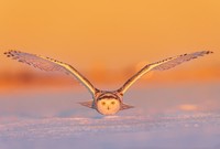 Karya Wildlife Photographers 2023