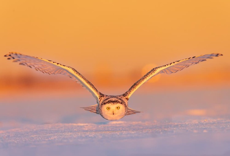 Karya Wildlife Photographers 2023 Karya Wildlife Photographers 2023