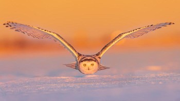 Karya Sanchez Kristen dari Kosta Rika. Foto: Oneeyeland