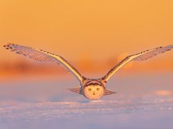 Karya Memukau Fotografer Satwa Liar 2023 Bikin Terkesima