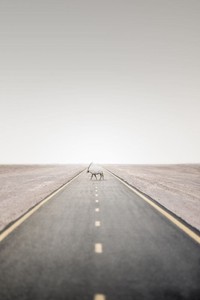 Karya Wildlife Photographers 2023