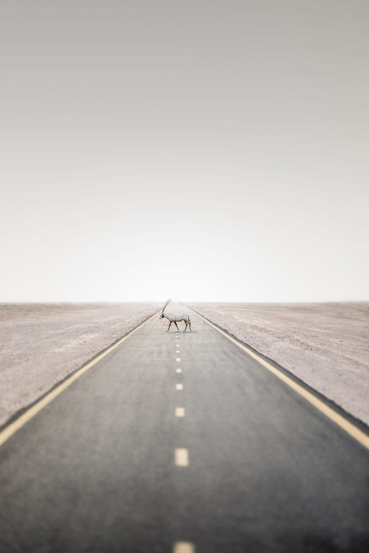 Karya Wildlife Photographers 2023