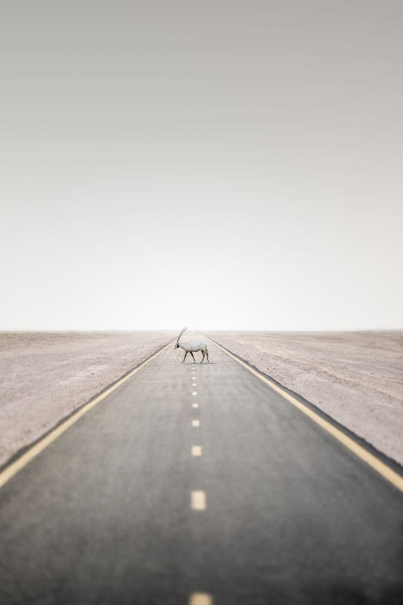 Karya Wildlife Photographers 2023