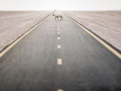 Karya Memukau Fotografer Satwa Liar 2023 Bikin Terkesima