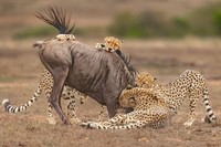 Karya Wildlife Photographers 2023