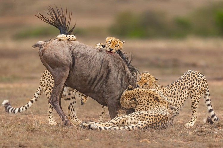 Karya Wildlife Photographers 2023