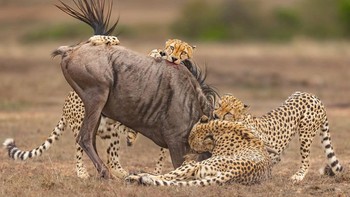 Karua Pillai Amith Krishna, Uni Emirate Arab. Foto: Oneeyeland