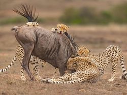 Karya Memukau Fotografer Satwa Liar 2023 Bikin Terkesima