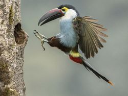 Karya Memukau Fotografer Satwa Liar 2023 Bikin Terkesima