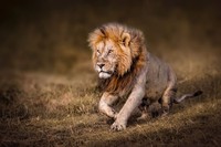 Karya Wildlife Photographers 2023
