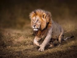 Karya Memukau Fotografer Satwa Liar 2023 Bikin Terkesima